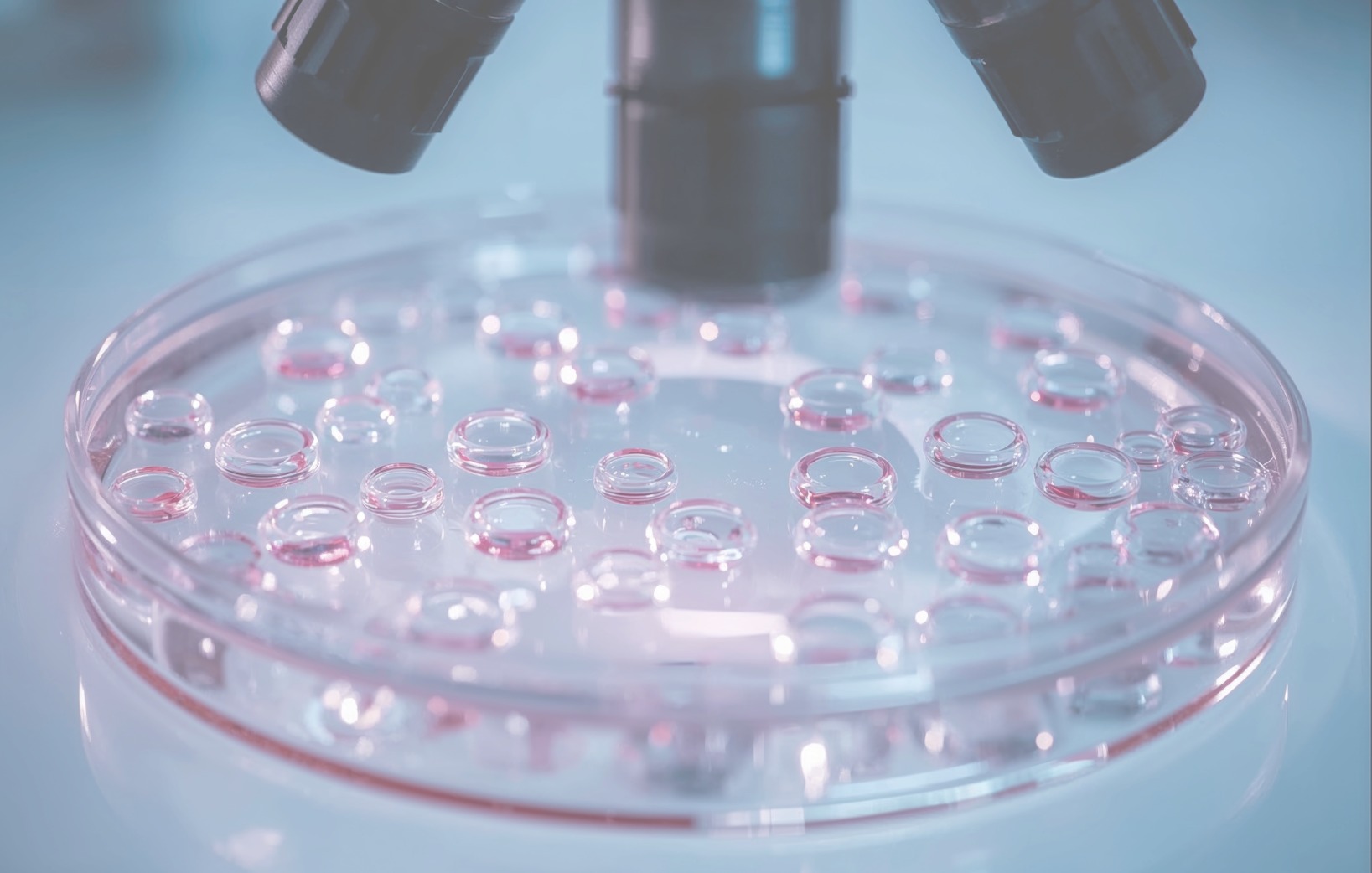 peptones microorganism culture