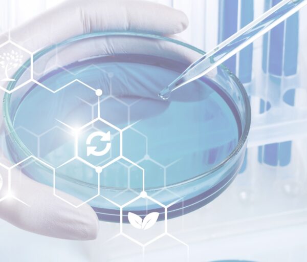 in vitro culture