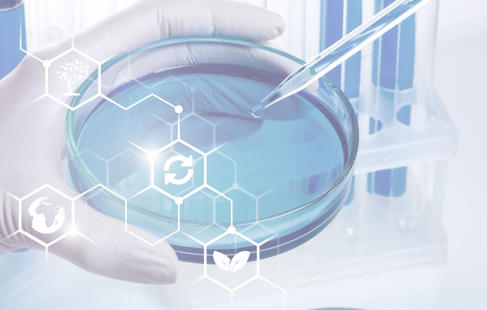in vitro culture